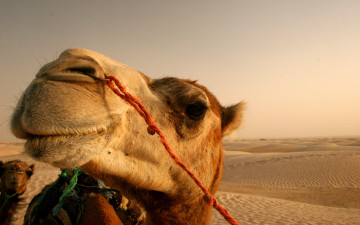 морда верблюда, пустыня, песок, животные, Camel muzzle, desert, sand, animals