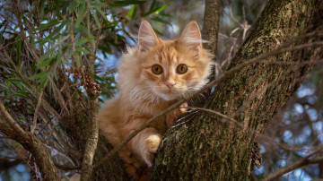 рыжий кот на дереве, 3840х2160 4к обои