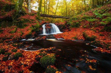 Фото бесплатно опавшие листья, водопад в лесу, деревья, осень
