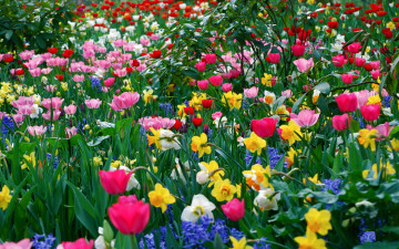 поле, весенние разноцветные цветы, белые и желтые нарциссы, розовые тюльпаны, синие цветы, Field, spring multicolored flowers, white and yellow daffodils, pink tulips, blue flowers