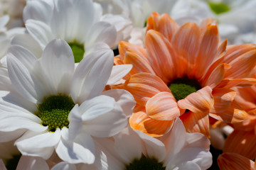 Оранжевая и белая хризантемы в букете, цветы