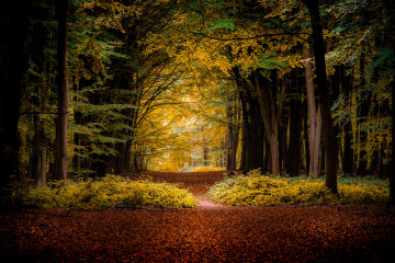 Фото бесплатно пейзаж, опавшие листья, дорога в лесу, осень, красивый пейзаж
