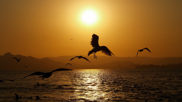 птицы парят над морем на закате дня