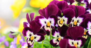 pansies flowers, букет, фиолетовые цветы, анютины глазки