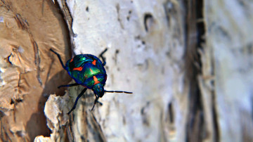 синий блестящий жук, кора дерева, макро, насекомые