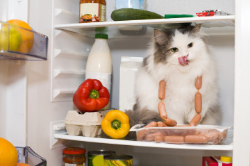 кошка в холодильнике с продуктами и сардельками, 3960х2630, 4К обои