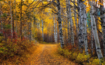 Фото бесплатно Аспен Хайлэнд, грунтовая дорога, лес, осень, листва