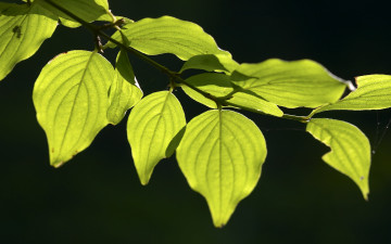 весна, макро, ветка, зеленые листья на черном фоне, spring, macro, branch, green leaves on a black background