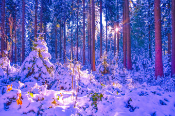 Фото бесплатно снег, пейзаж, мороз, солнечный день, деревья