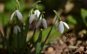 весна, подснежники, цветы, пчела, природа, spring, snowdrop, bee, nature