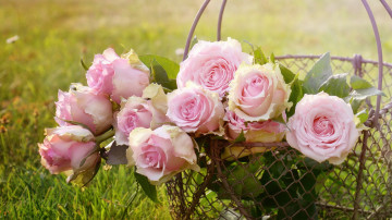 розовые розы, букет, цветы, корзина, трава, красивые обои, 2560х1440
