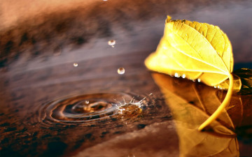 макро, желтый лист на воде, капли, природа, осень, очень красивые обои, Macro, yellow leaf on the water, drops, nature, autumn, very beautiful wallpaper