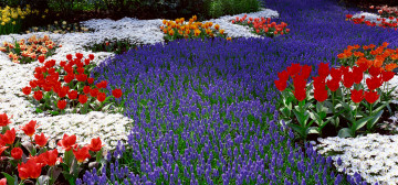 клумба, цветы, парк, фиолетовые цветы, красные тюльпаны, белые ромашки, желтые нарциссы