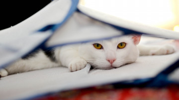 белая кошка спряталась, 3840х2160 4к обои