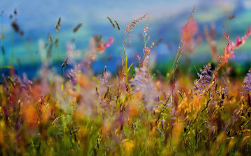 лето, природа, цветы,  поле, макро, красивые обои, Summer, nature, flowers, field, macro, beautiful wallpaper