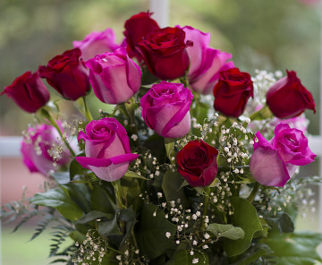 Фото бесплатно розовые розы, цветы, красные розы, букет