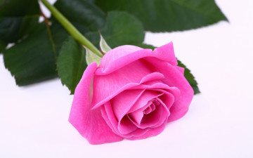 розовая роза, бутон, очень красивый цветок, великолепные обои на рабочий стол, Pink rose, bud, very beautiful flower, gorgeous wallpaper on your desktop