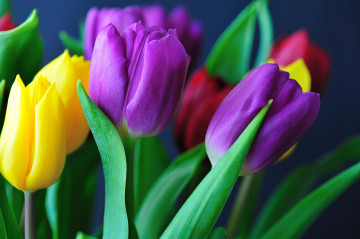 Тюльпаны разноцветные, весна, цветы