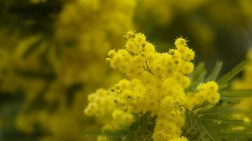 Фото бесплатно ветвь, жёлтые цветы, флора, мимоза, растение