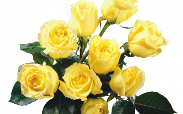 желтые розы, букет, цветы, yellow roses, bouquet, flowers,