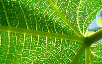 зеленый лист, внутренняя сторона, макро, яркие обои, Green leaf, inside, macro, bright wallpaper