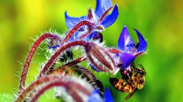 hd wallpaper, пчела на синем цветке, макро