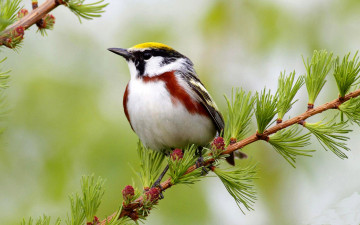 маленькая птичка на ветке, красивые обои, Little bird on the branch, beautiful wallpaper