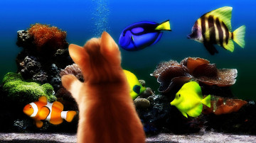 аквариум с разноцветными рыбками, рыжий котёнок охотится