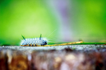 Фото бесплатно гусеницы, макро, насекомые, зеленый фон