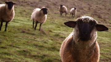 овцы на пастбище, домашние животные