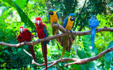 разноцветные попугаи ара, на ветке, самые яркие птицы, красивые обои, Colorful parrots of a macaw, on a branch, the brightest birds, beautiful wallpaper