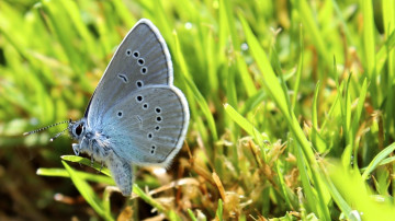 Фото бесплатно бабочка, природа, макросъёмка, зеленая трава