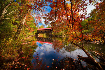 Фото бесплатно лес, ветки дерева, мост, осень, природа