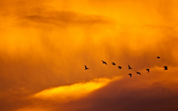минимализм, птицы в небе, летят, закат, природа, Minimalism, birds in the sky, fly, sunset, nature