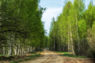 Фото бесплатно пейзажи, деревенская дорога, лето, деревья, природа