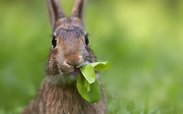 кролик, жуёт траву, природа, смешные животные, обои, rabbit chews grass, nature, funny animal wallpaper
