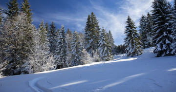 Обои на рабочий стол Финляндия, зима, деревья, Лапландия, пейзаж, природа, снег, лес