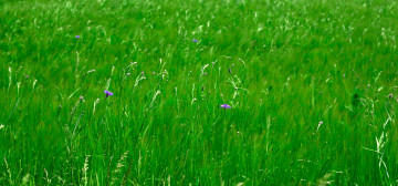 яркая зеленая трава, полевые цветы, природа, красота
