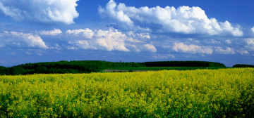 quad hd обои, горчичное поле, голубое небо, белые облака, желтое поле, зеленая лесополоса, природа, пейзаж, обои для Apple iPhone