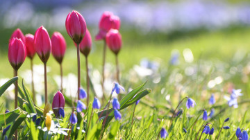 цветы, весна, макро, ранние цветочки, трава, удивительная красота, flowers, spring, macro, early flowers, the grass, the amazing beauty