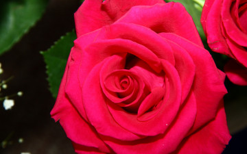 красная роза, бутон, цветы, яркие красивые обои, Red rose, bud, flowers, bright beautiful wallpaper