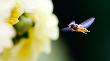 макро, летящая пчела, цветок, красивые обои