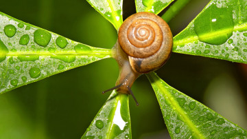 улитка, капли росы, зеленое, макро, snail, dew, green, close-up