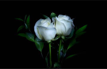 букет белых роз на черном фоне, цветы, флора