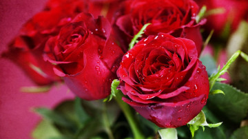 красные розы, цветы, букет, бутоны, очень красивые обои для гаджетов, red roses, flowers, bouquet, buds, very beautiful wallpapers for gadgets