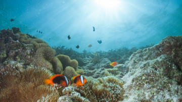 коралловый риф, подводный мир, рыбы, водоросли, ultra hd 4k wallpaper