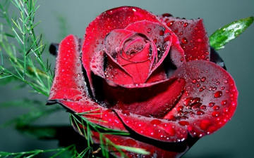 Фото бесплатно цветок, алый, яркая роза, капли воды