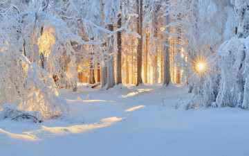 природа, зимний пейзаж, лес в снегу, утро, лучи солнца, ясный день, иней, снег, nature, winter landscape, forest in the snow, morning, the rays of the sun, a clear day, frost, snow