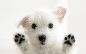 собачка белая, щенок, лапки, домашние животные, white dog, puppy, paws, pets