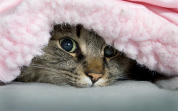 Фото бесплатно котенок под одеялом, морда, кошка